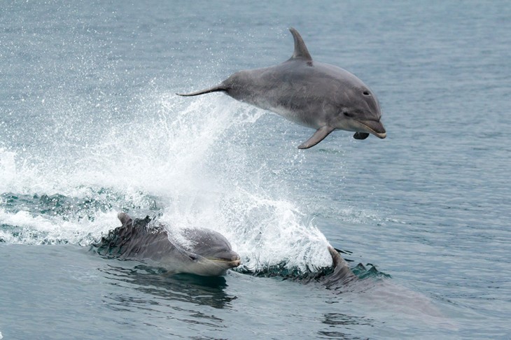 Bay of Islands Dolphins