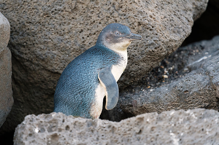 Bay of Islands Blue Penguin