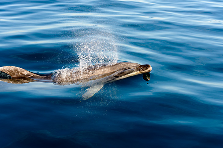 Bay of Islands bottlenose dolphin