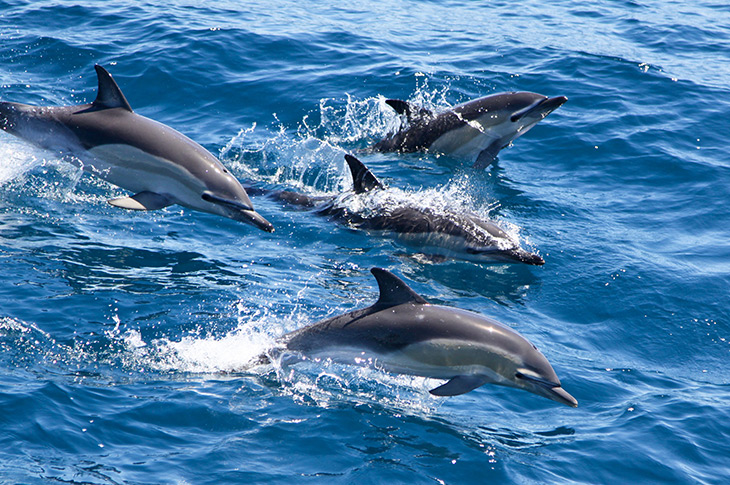 Bay of Islands Common Dolphins