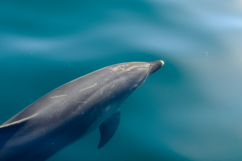 Bay of Islands dolphins