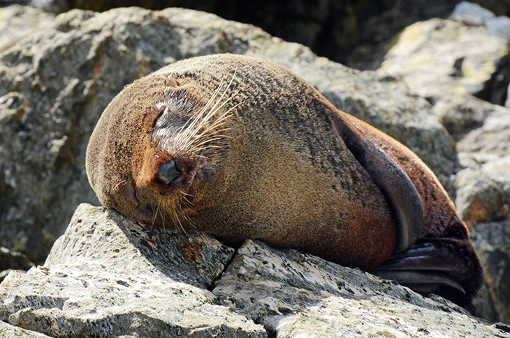 Bay of Islands fur seal 