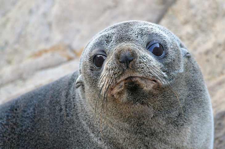 Bay of Islands Fur Seal on Rocks