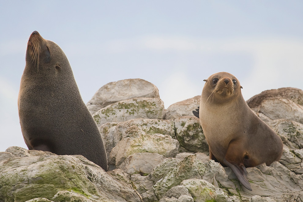 Bay of Islands Fur Seals basking in the sun
