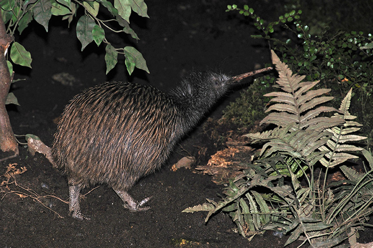 Bay of Islands Kiwi