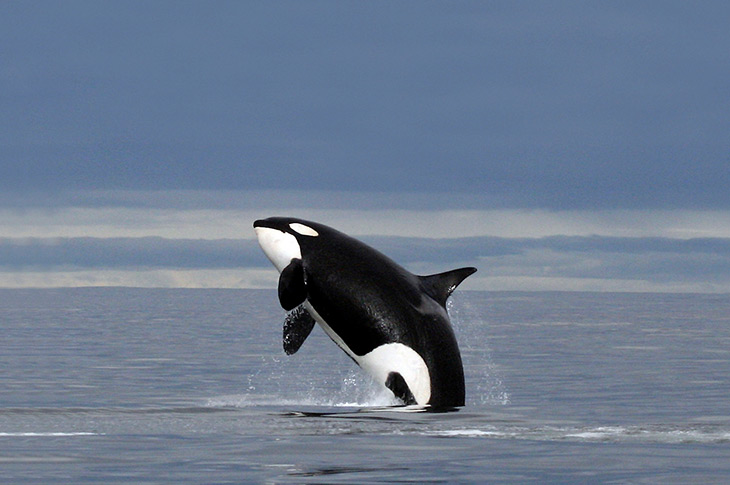 Bay of Islands orca jumping