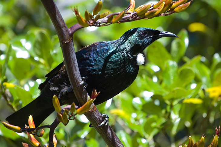 Bay of Islands Tui